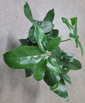 Goeldii Philodendron